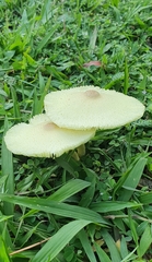 Leucocoprinus