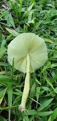 Leucocoprinus
