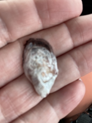 Crassostrea gigas, 2021-04-11