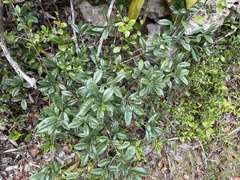 Bourreria virgata