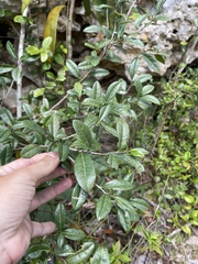 Bourreria virgata