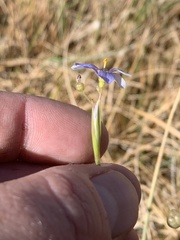 Sisyrinchium funereum