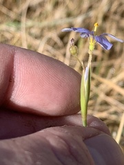 Sisyrinchium funereum
