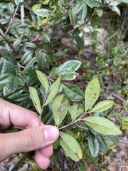 Bourreria virgata
