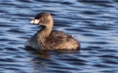 Podilymbus podiceps