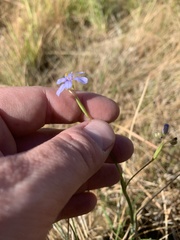 Sisyrinchium funereum