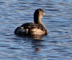Podilymbus podiceps