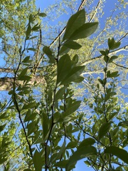 Sideroxylon lycioides