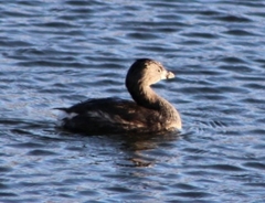 Podilymbus podiceps