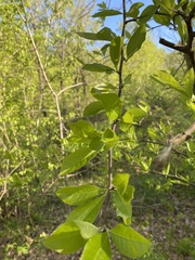 Sideroxylon lycioides