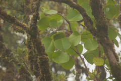 Cheirodendron platyphyllum