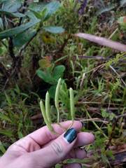 Lycopodium venustulum
