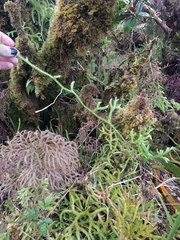 Lycopodium venustulum