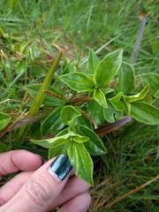 Peperomia membranacea