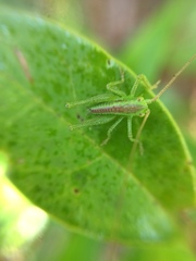 Tettigonia orientalis