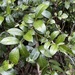 Lonchocarpus glaucifolius - Photo (c) Steve Maldonado Silvestrini,  זכויות יוצרים חלקיות (CC BY-NC), הועלה על ידי Steve Maldonado Silvestrini