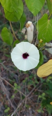 Ipomoea anisomeres