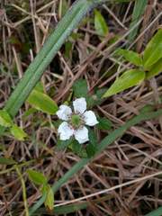 Rubus argutus