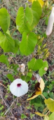 Ipomoea anisomeres