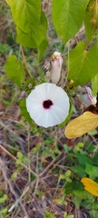 Ipomoea anisomeres