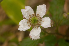Rubus argutus