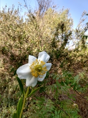 Carpenteria