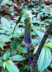 Arisaema formosanum