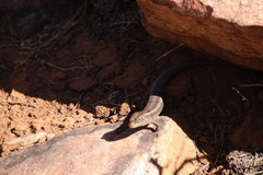 Liopholis personata