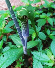 Arisaema formosanum