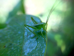Tettigonia orientalis
