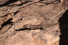Liopholis personata