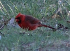 Cardinalis cardinalis