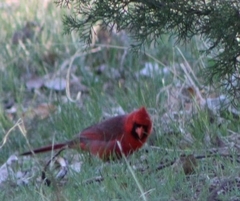 Cardinalis cardinalis