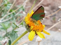 Callophrys dumetorum