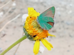 Callophrys dumetorum