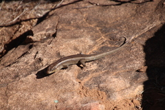 Liopholis personata
