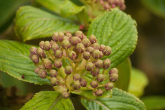 Hydrangea arguta
