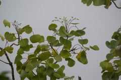 Cheirodendron platyphyllum