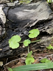Hydrocotyle hirsuta