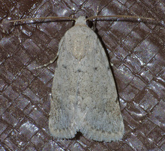 Leucocnemis perfundis