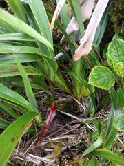 Dianella sandwicensis