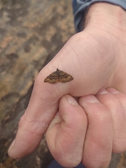 Epirrhoe plebeculata