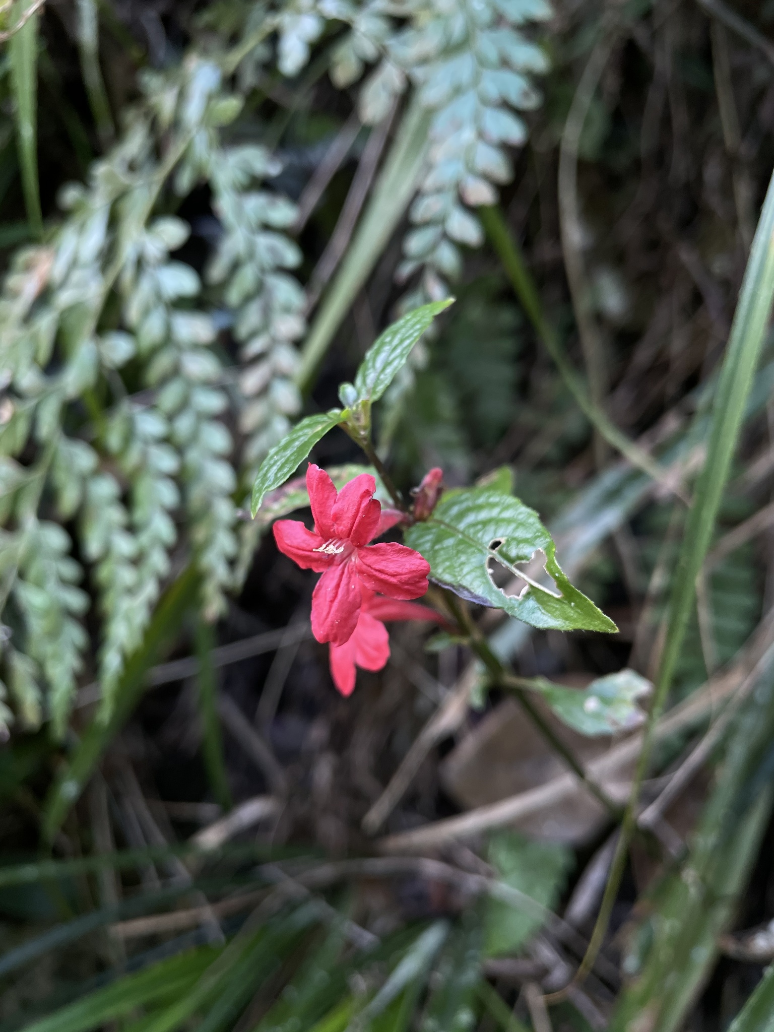 Ruellia coccinea