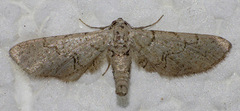 Exelis ophiurus