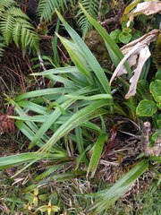 Dianella sandwicensis