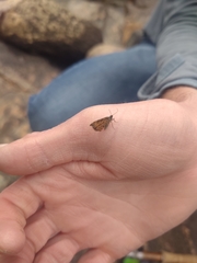 Epirrhoe plebeculata