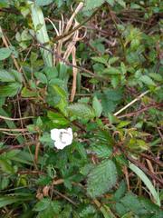 Rubus argutus