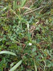 Rubus argutus