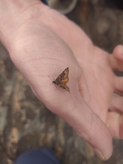 Epirrhoe plebeculata