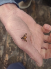 Epirrhoe plebeculata